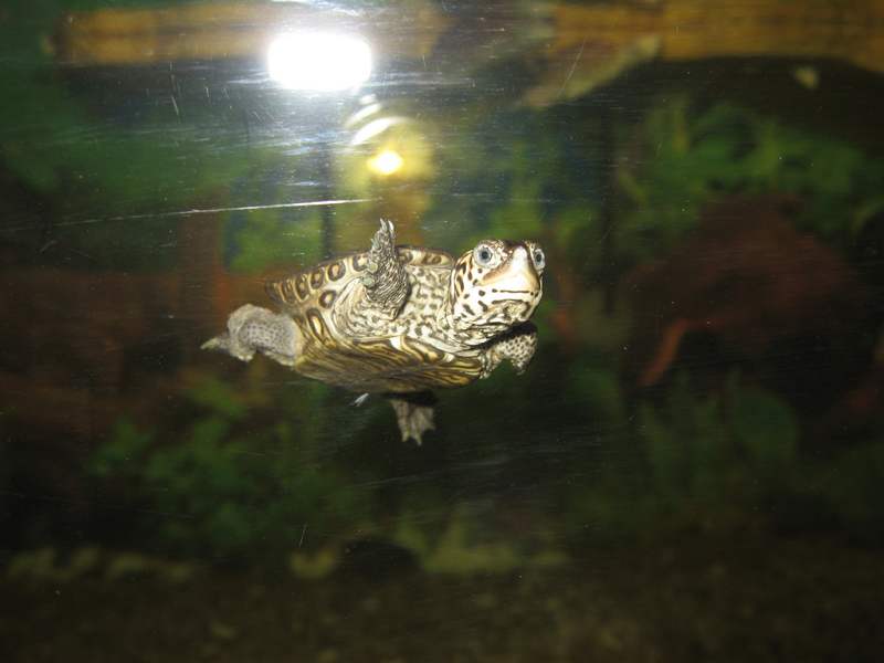 tn_malaclemys terrapin baby 3 058.JPG