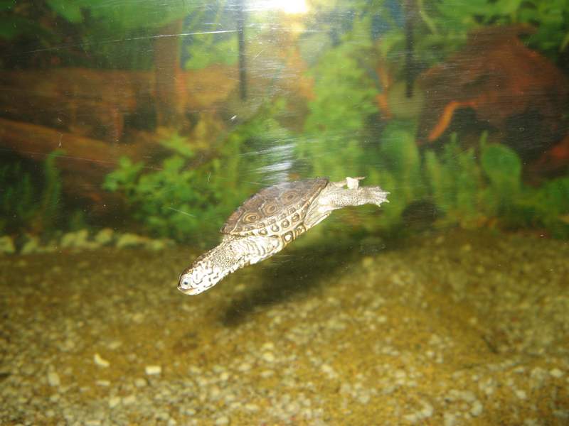 tn_malaclemys terrapin baby 3 065.JPG