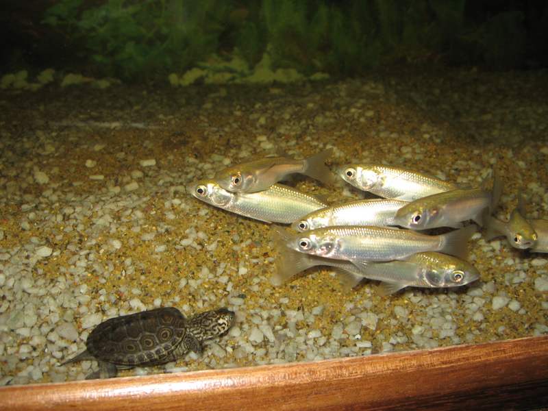 tn_malaclemys terrapin baby 3 082.JPG