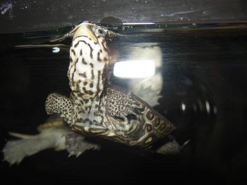 tn_malaclemys terrapin baby 3 089.JPG