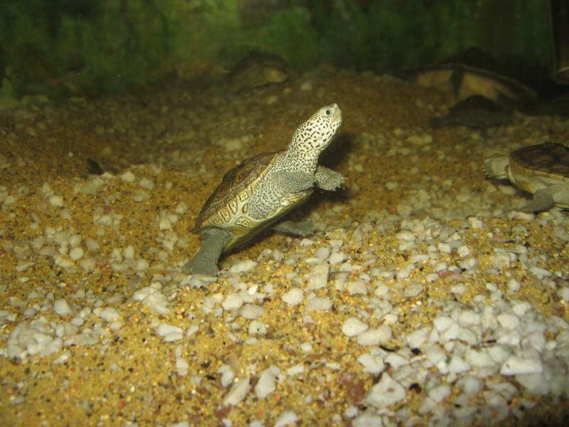 tn_malaclemys terrapin baby 3 093.JPG