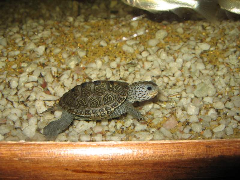 tn_malaclemys terrapin baby 3 122.JPG