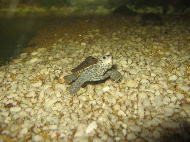 tn_malaclemys terrapin baby 3 128.JPG