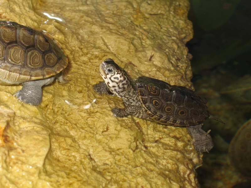 tn_malaclemys terrapin baby 3 131.JPG