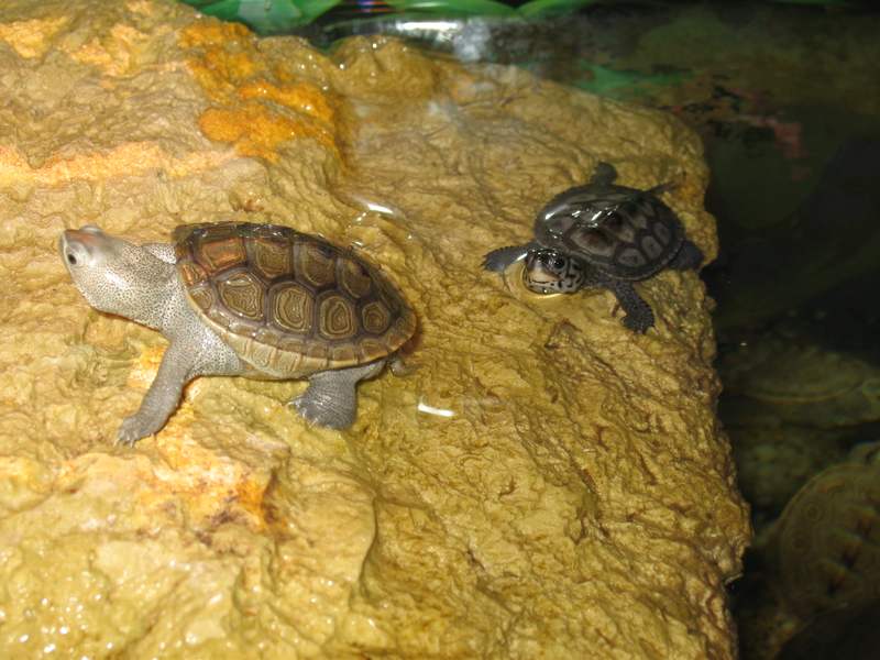 tn_malaclemys terrapin baby 3 132.JPG