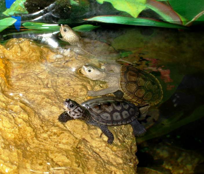 tn_malaclemys terrapin baby 3 133.JPG