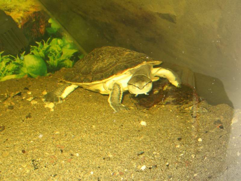 tn_phrynops hilarii m t 4 074.JPG