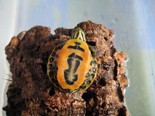 IMG_7315.JPG