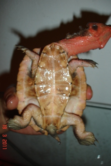 mata piastrone2.jpg