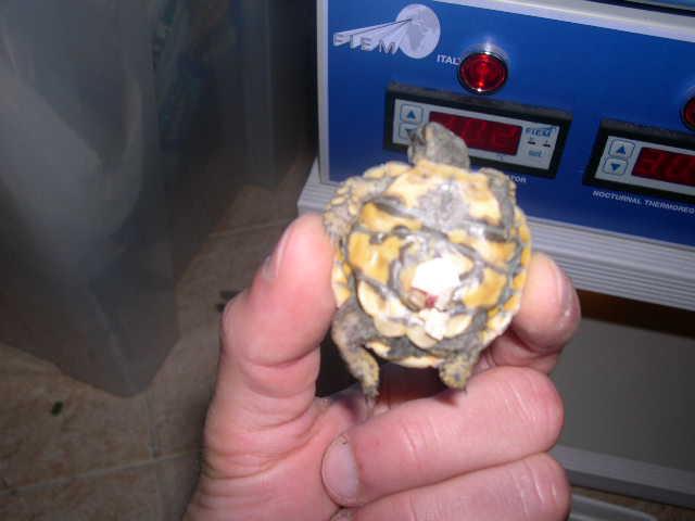 DSCN0701.JPG