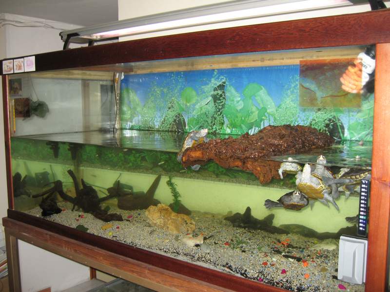 tn_video malaclemys terrapin 001.JPG