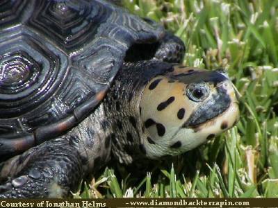 Malaclemys terrapin pileata.jpg