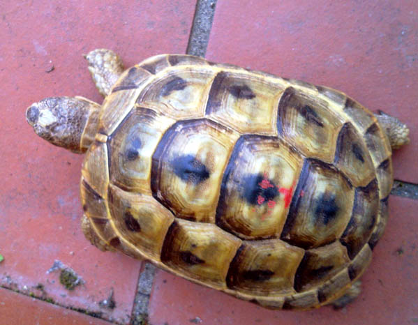 270320112162 copia.jpg