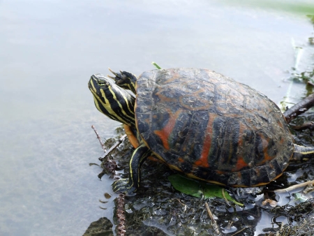 pseudemys nelsoni.jpg