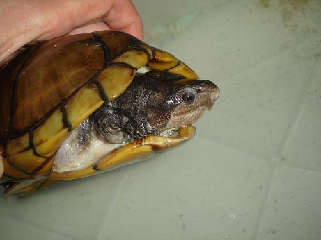 K. leuco leuco m3.JPG