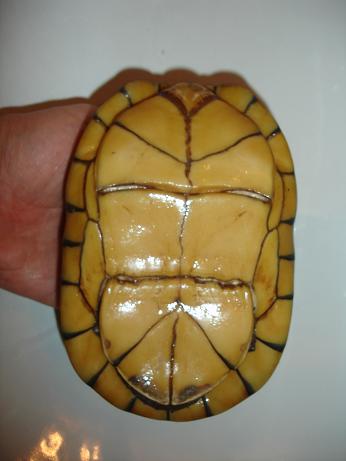 K. leuco leuco m2.JPG