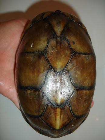 K. leuco leuco m1.JPG