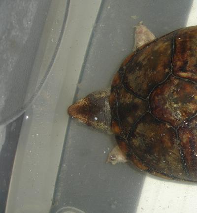 K. leuco leuco f3.jpg