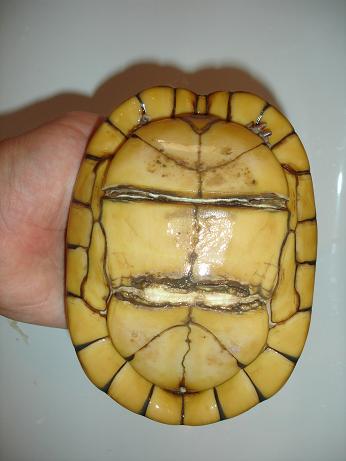 K. leuco leuco f2.jpg