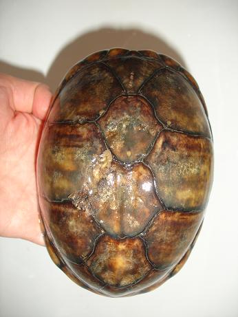 K. leuco leuco f1.JPG