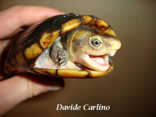 K. leucostomum m1 portrait.JPG