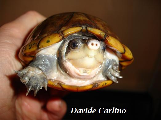 K. leucostomum f2 portrait.JPG