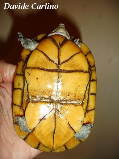 K. leucostomum f2.JPG
