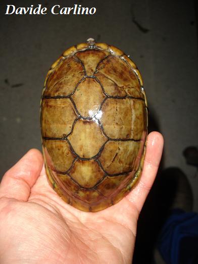 K. leucostomum f2 carapace.JPG