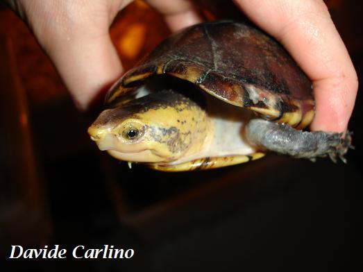 K. leucostomum f1 portrait.JPG