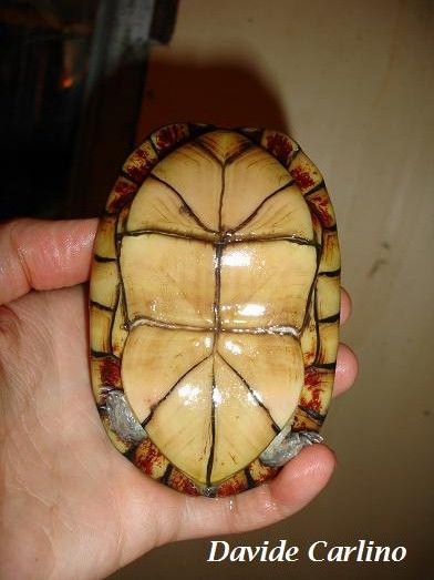 K. leucostomum f1.JPG