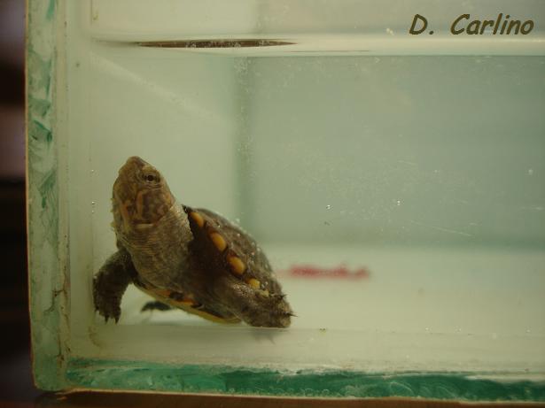 5. K. cruentatum.jpg