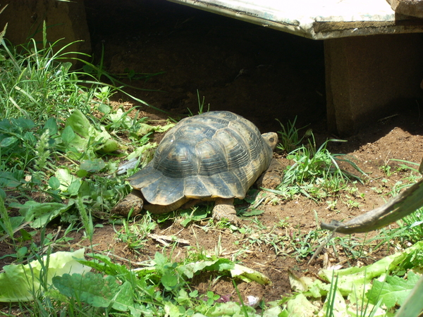 varie_tartarughe280711_40.jpg