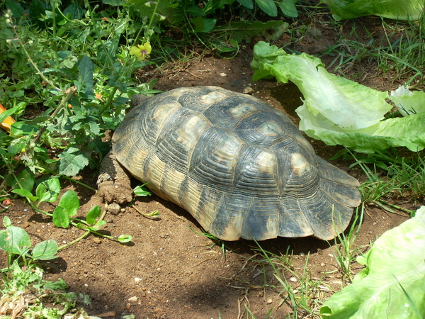 varie_tartarughe280711_39.jpg