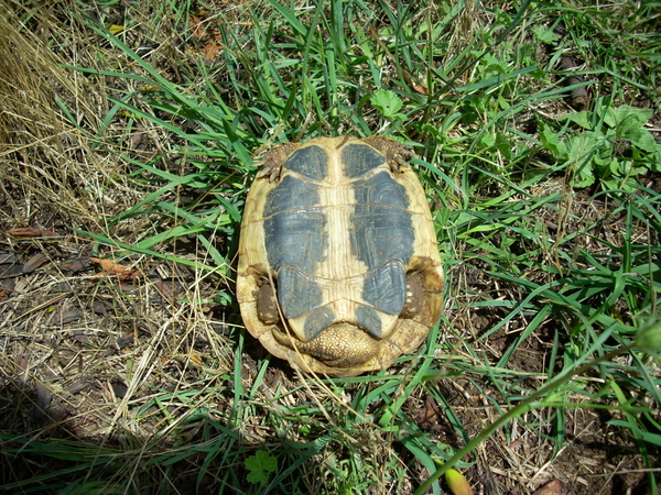 varie_tartarughe280711_34.jpg