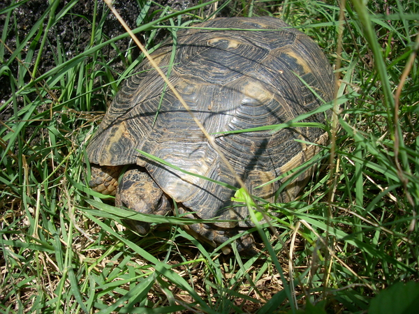 varie_tartarughe280711_27.jpg