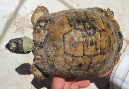 Tortuga 1.JPG