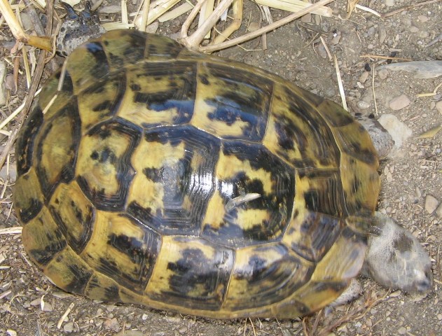 Immagine 015.jpg