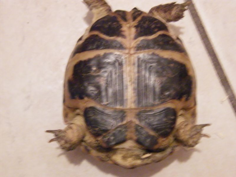 DSCF0007.jpg