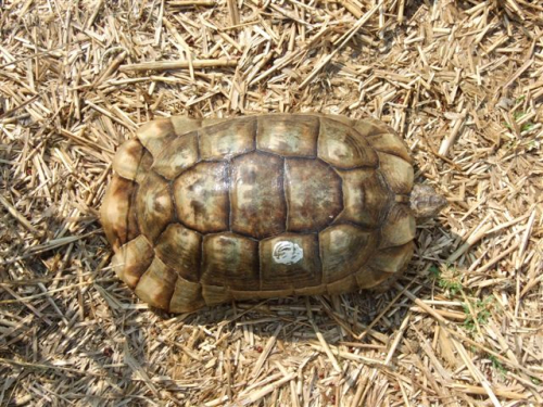 Testudo marginata.JPG