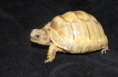 marginata.jpg