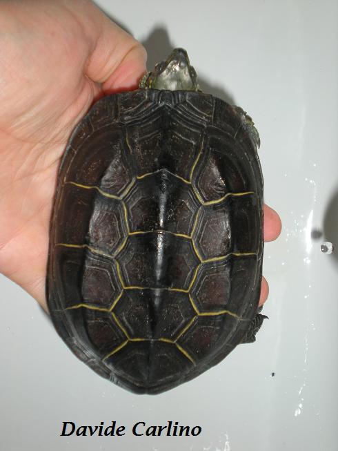 Mauremys reevesii.jpg