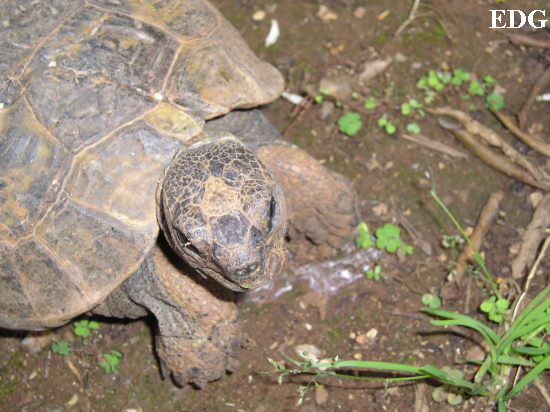 Testudo graeca ibera.JPG
