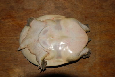 Pelodiscus maackii 2.jpg