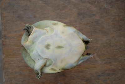 Pelodiscus maackii 4.jpg