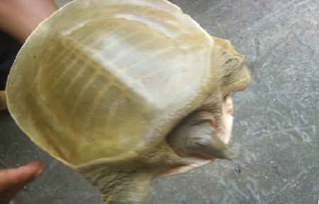 Pelodiscus axenaria.jpg