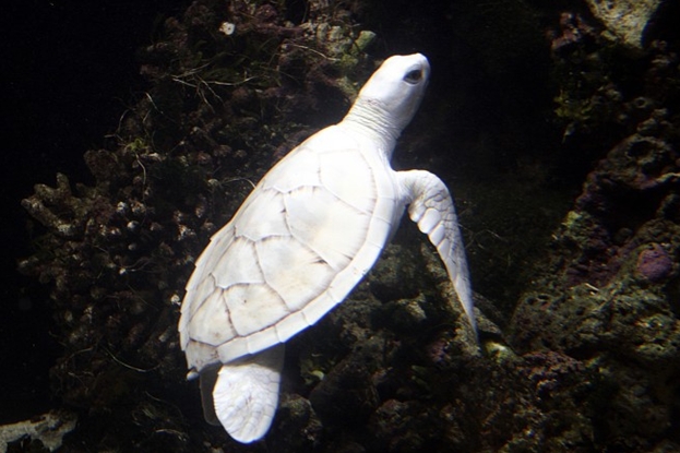 Chelonia mydas.jpg