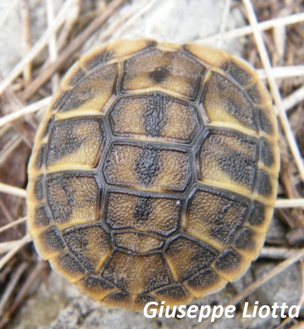 carapace baby.JPG