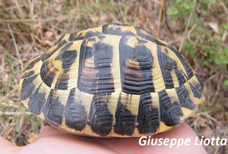 profilo maschio 1.JPG