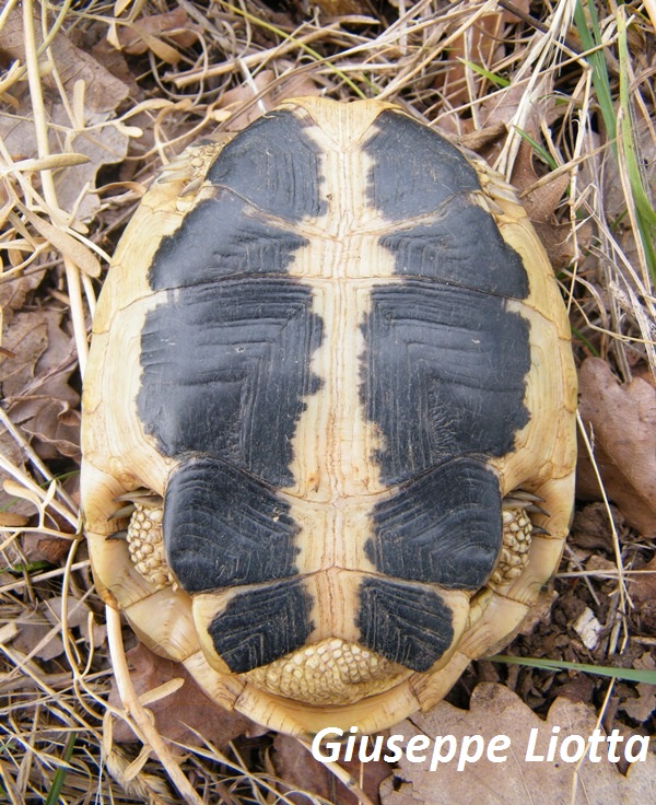 piastrone maschio 1.JPG