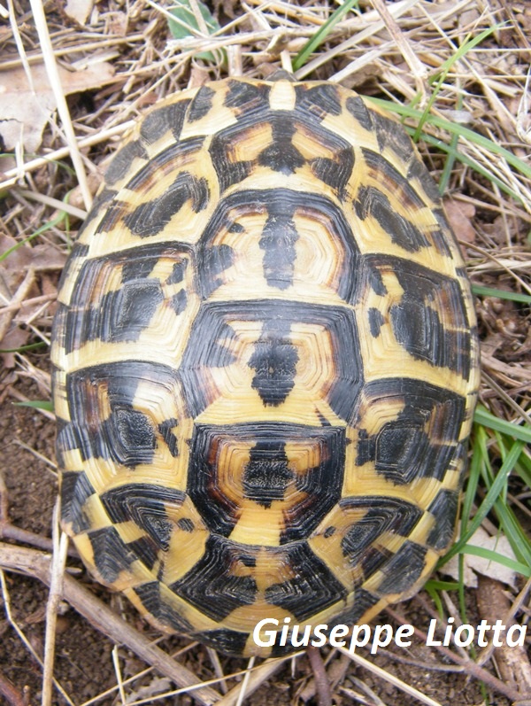 carapace maschio 1.JPG